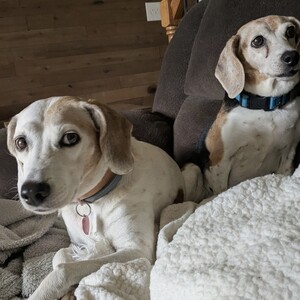 Two dogs sitting on a couch